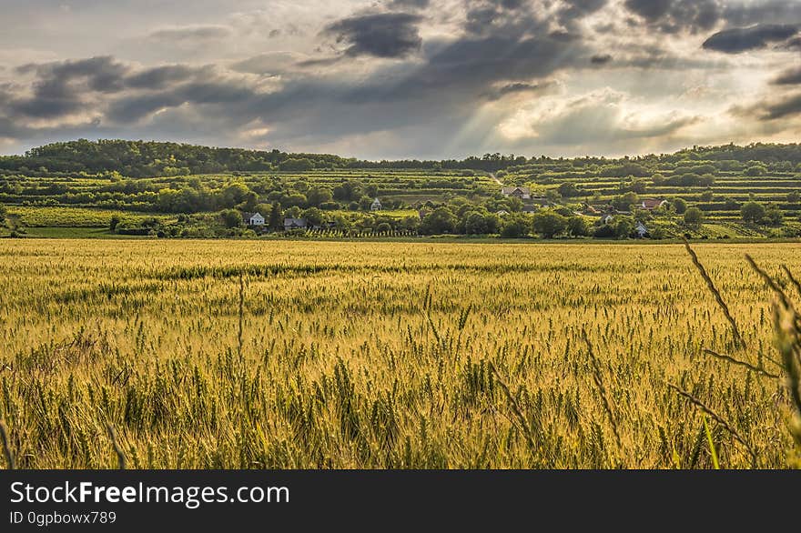 Golden cereal crop (rye or wheat) almost ready to harvest with distant fields in grass and trees and forest, gray cloudy sky. Golden cereal crop (rye or wheat) almost ready to harvest with distant fields in grass and trees and forest, gray cloudy sky.