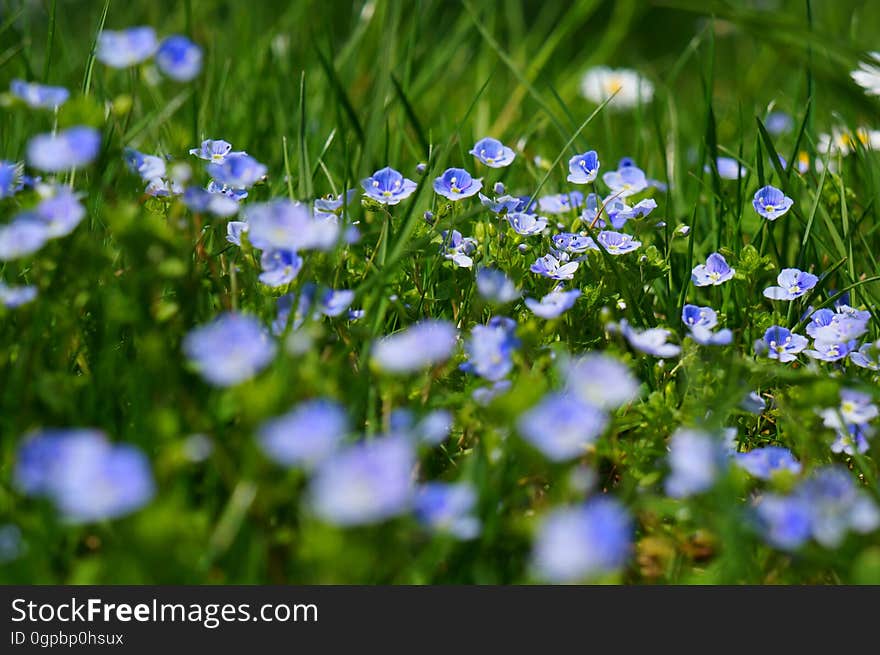 Blue and White Petaled Flowers Macro Photography during Daytime