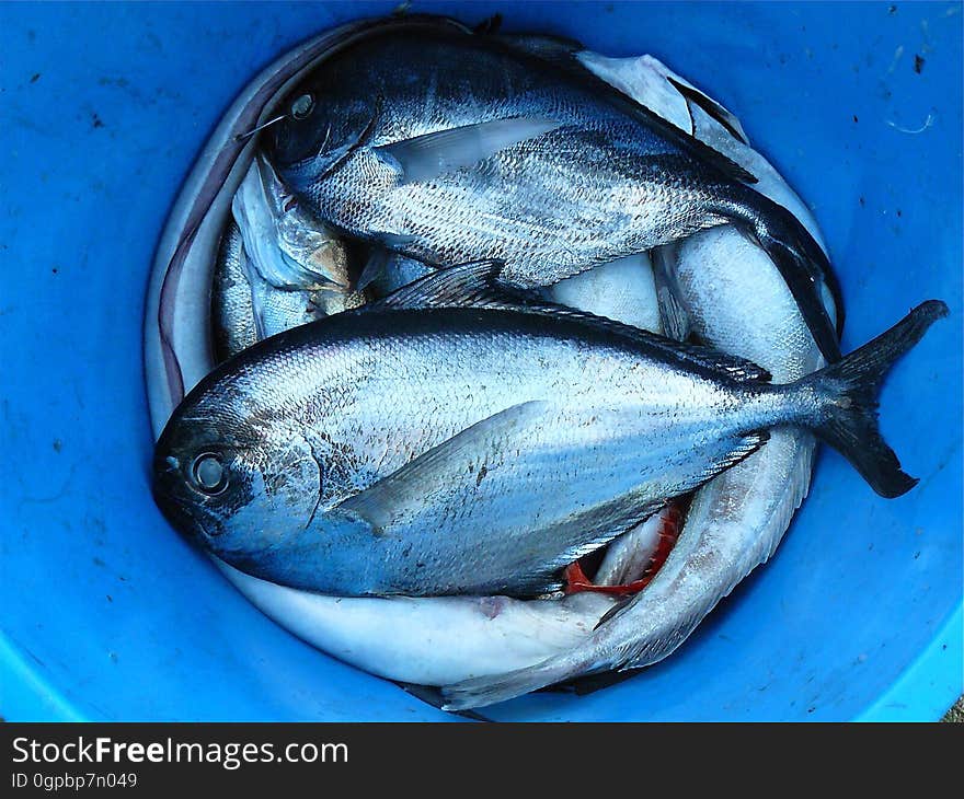 Silver and Black Fishes Inside Blue Plastic Container