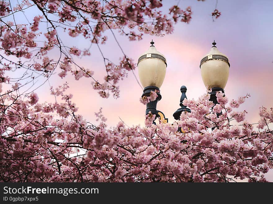 Spring pink blossoms on tree branches with ornate streetlamp. Spring pink blossoms on tree branches with ornate streetlamp.