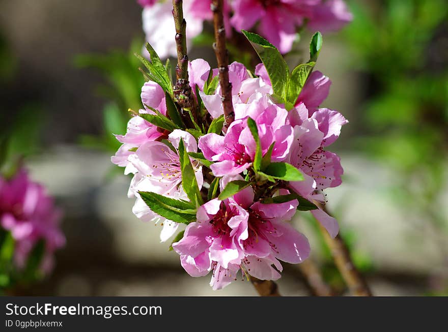 Pink Flowers