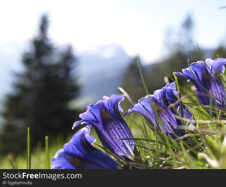 close up of bluebell blowers in green field on sunny day. close up of bluebell blowers in green field on sunny day.