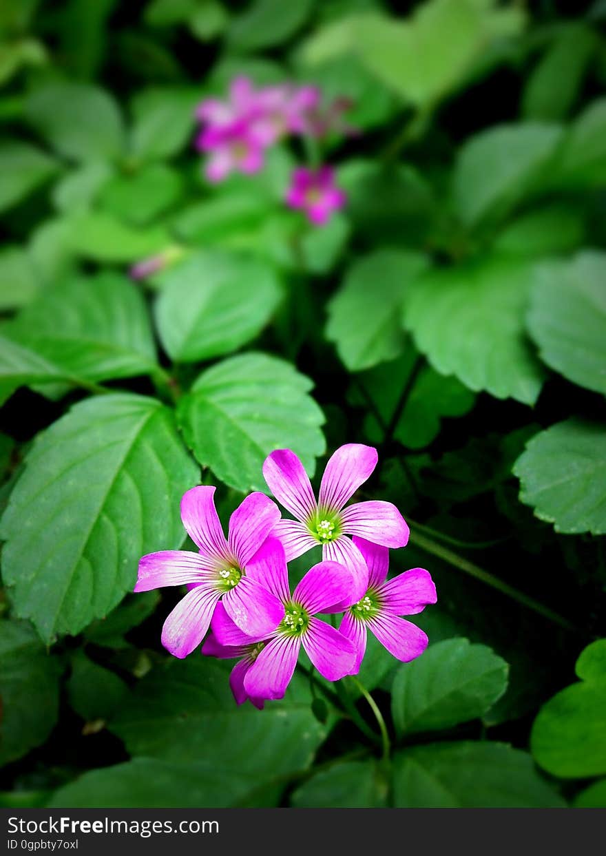 Flower, Plant, Flora, Flowering Plant