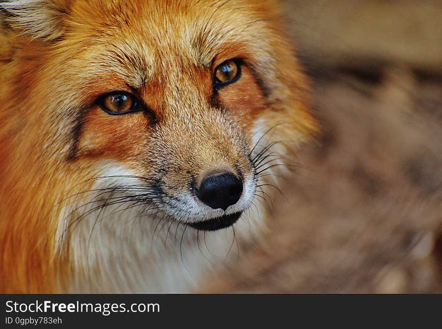 Fox, Wildlife, Red Fox, Mammal