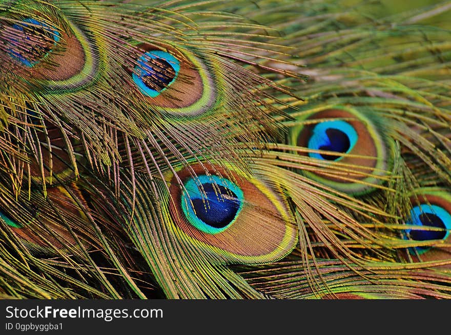 Peafowl, Feather, Close Up, Beak