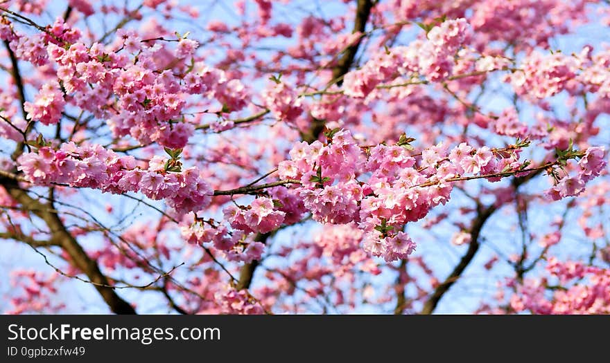 Blossom, Pink, Spring, Cherry Blossom