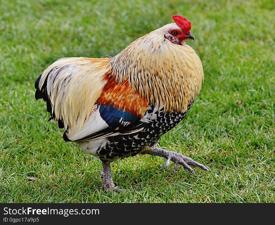 Chicken, Rooster, Bird, Galliformes