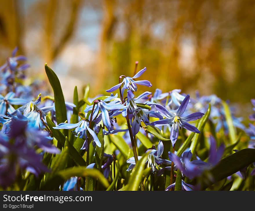 Blue, Plant, Flora, Flower