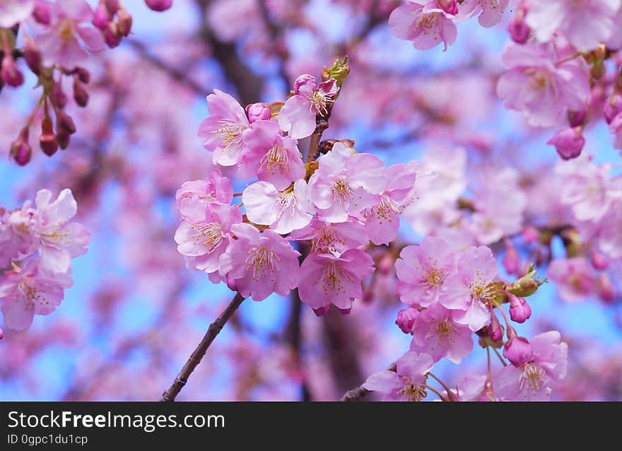 Blossom, Pink, Flower, Cherry Blossom