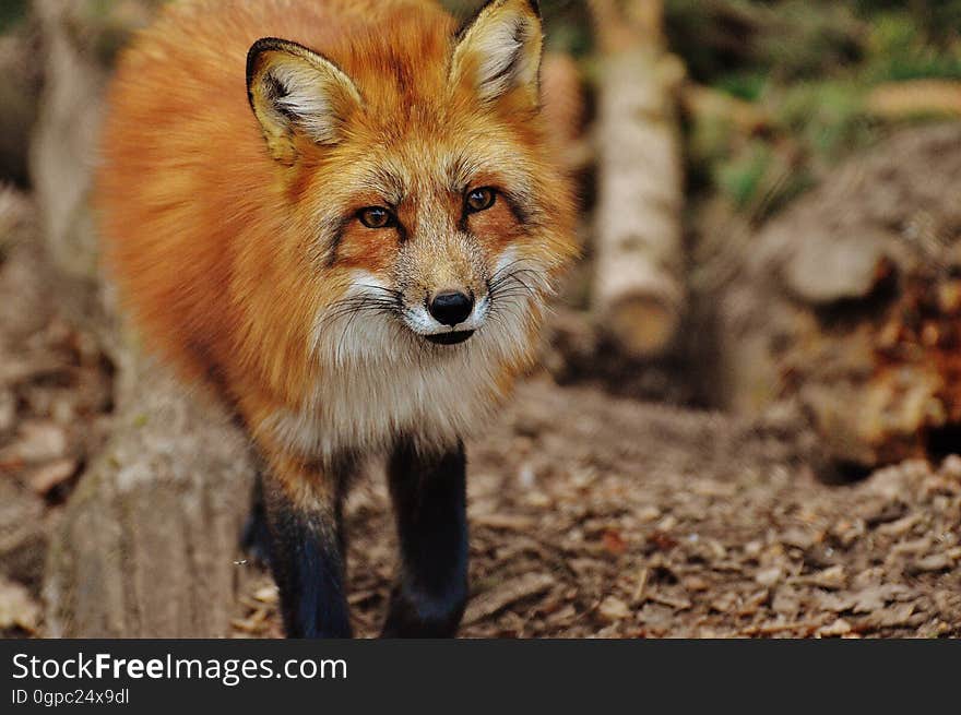 Fox, Red Fox, Wildlife, Mammal