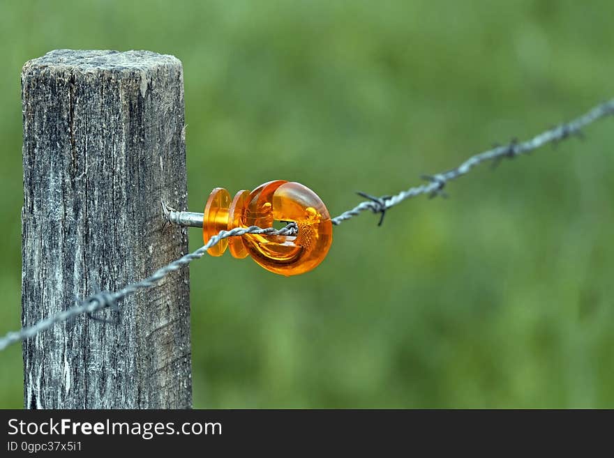 Insect, Macro Photography, Grass, Beetle