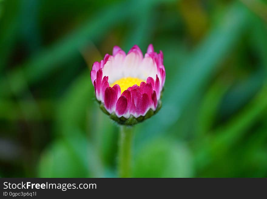 Flower, Close Up, Wildflower, Petal