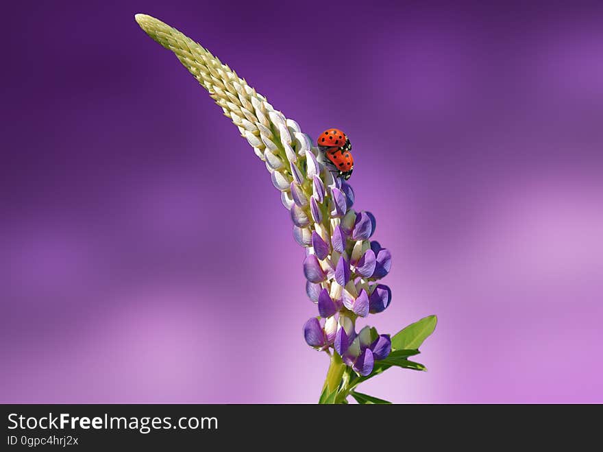 Nectar, Violet, Close Up, Honey Bee