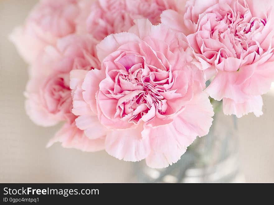 Flower, Pink, Flowering Plant, Peony