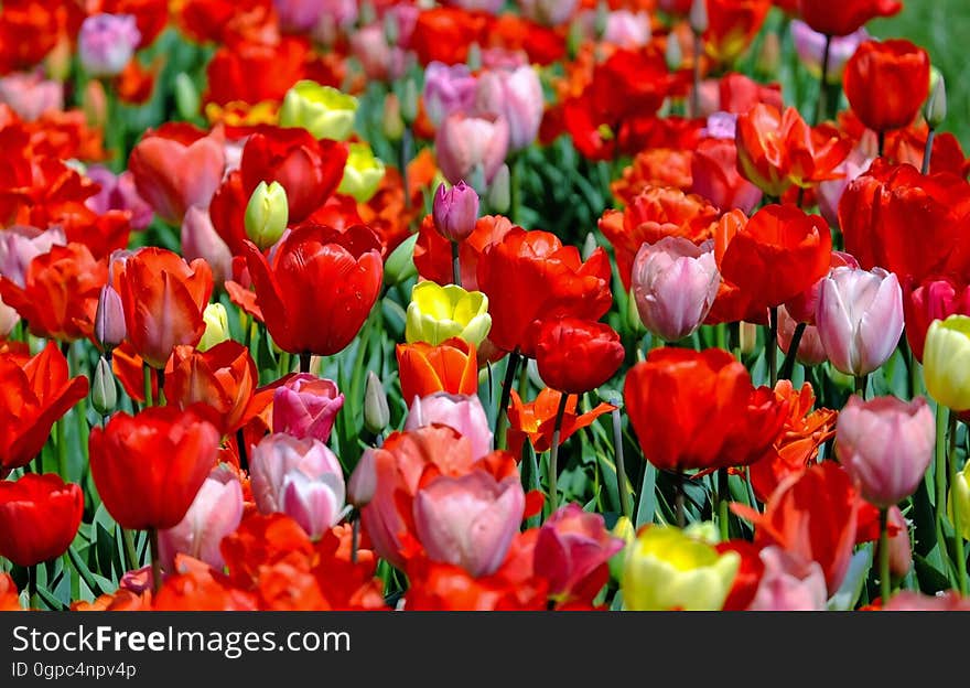 Flower, Plant, Flowering Plant, Tulip