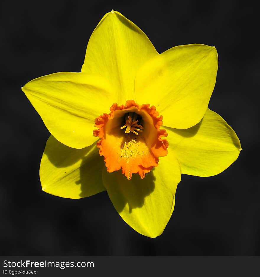 Flower, Yellow, Flora, Flowering Plant