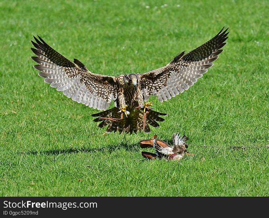 Bird, Fauna, Ecosystem, Bird Of Prey