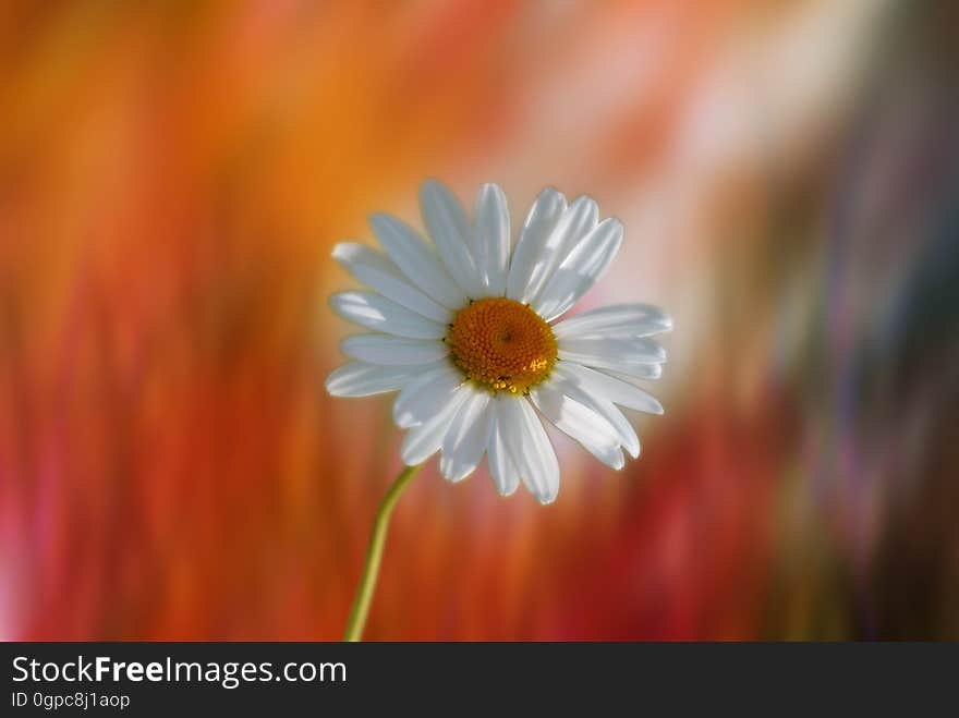 Flower, Flora, Oxeye Daisy, Petal