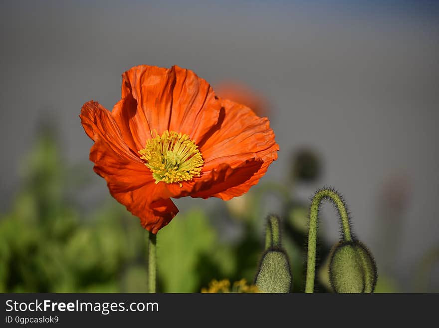 Flower, Wildflower, Yellow, Flora