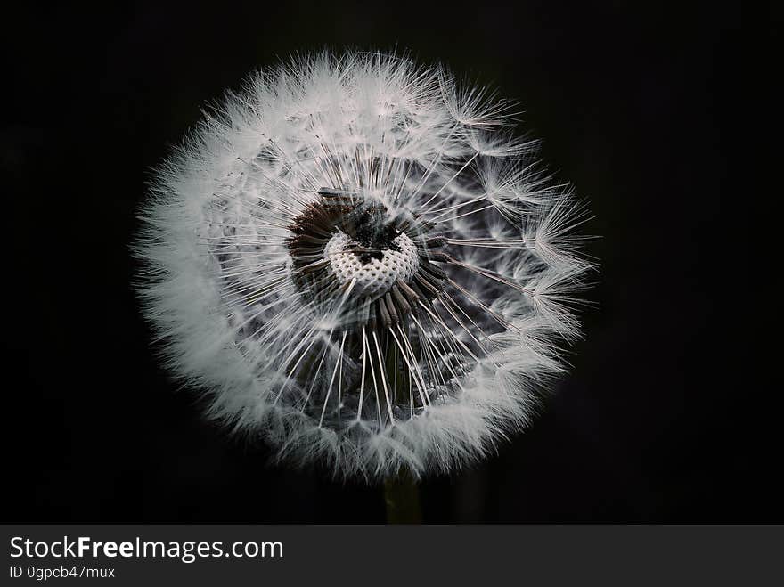 Flower, Nature, Black And White, Dandelion