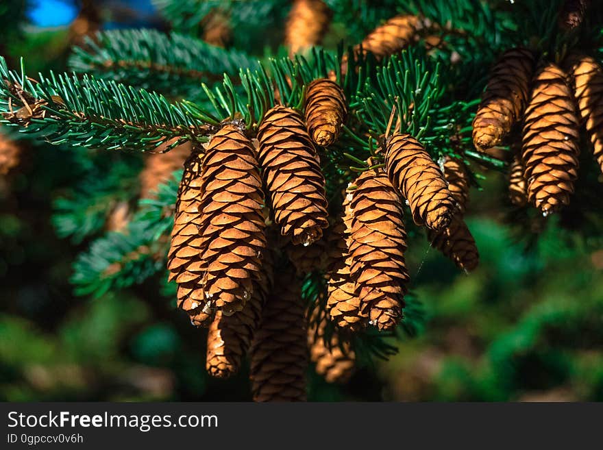 Pine Family, Spruce, Conifer, Tree