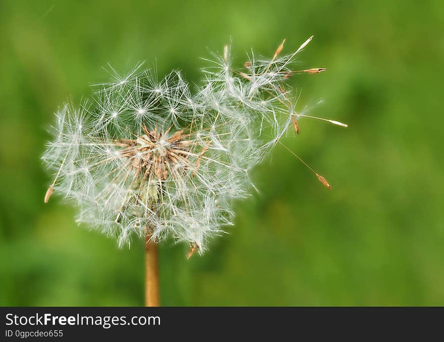 Dandelion, Flora, Vegetation, Flower