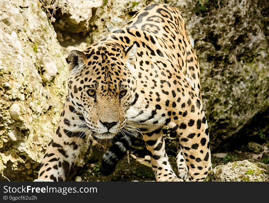 Leopard, Jaguar, Terrestrial Animal, Wildlife