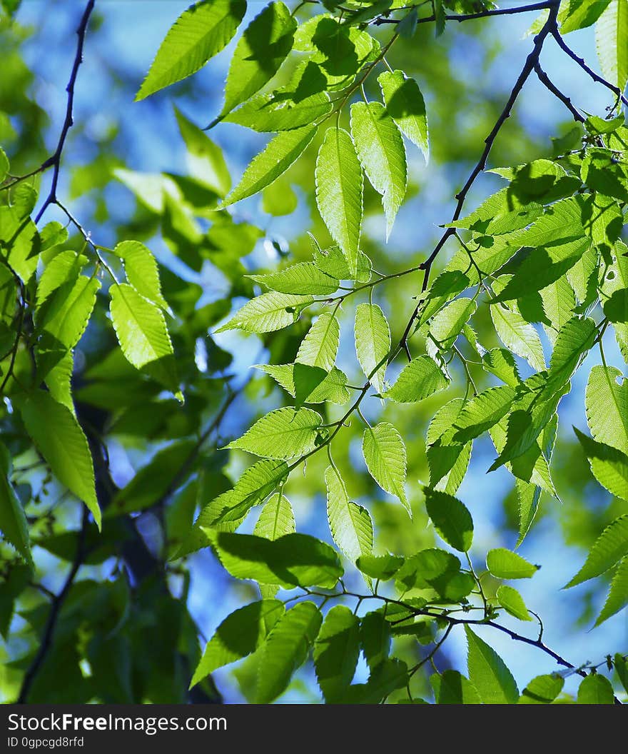 Leaf, Tree, Woody Plant, Plant