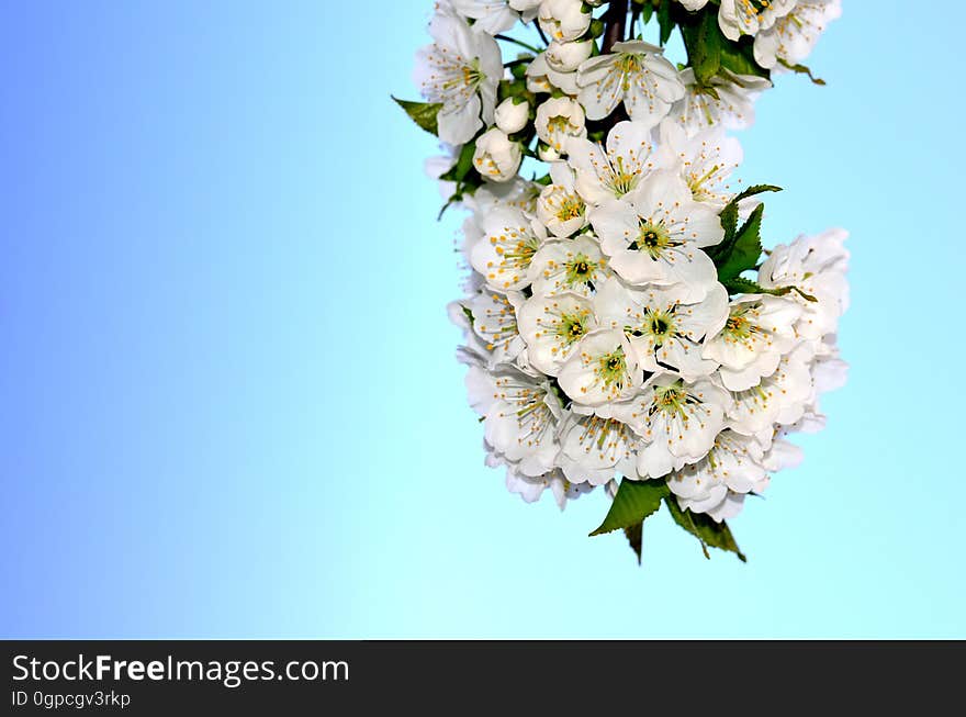 Flower, Flower Bouquet, Lilac, Blossom