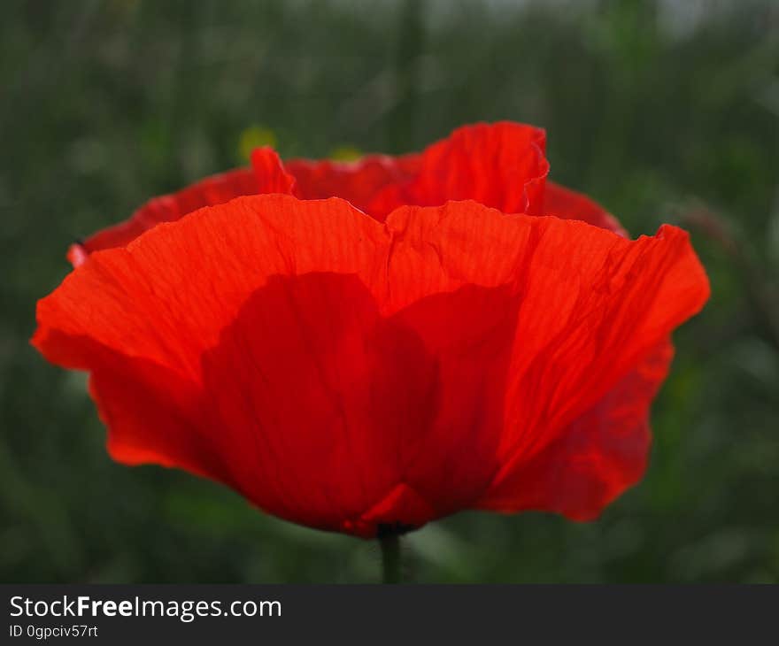 Flower, Poppy, Coquelicot, Wildflower