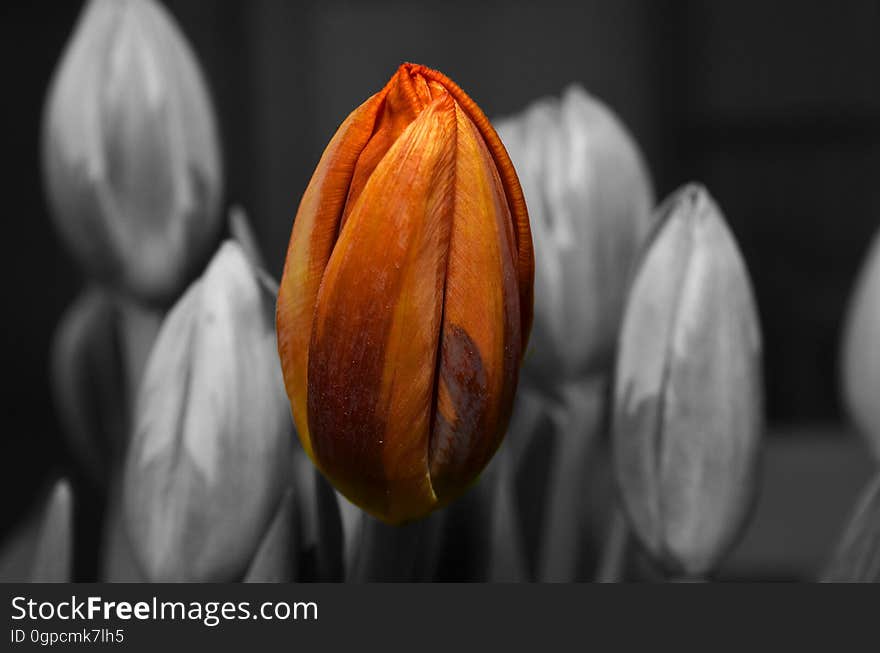 Flower, Plant, Close Up, Flora