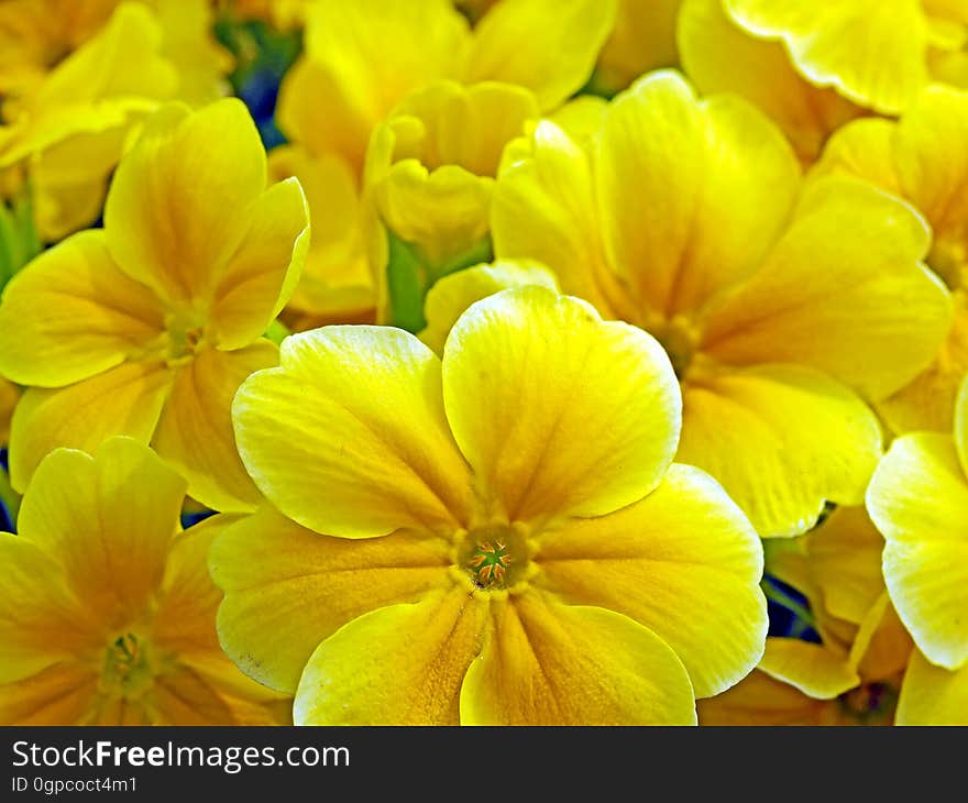 Flower, Yellow, Flora, Petal