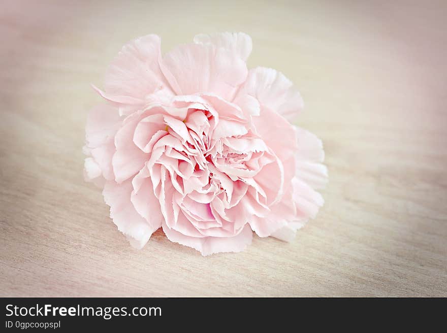 Flower, Pink, Flowering Plant, Rose Family