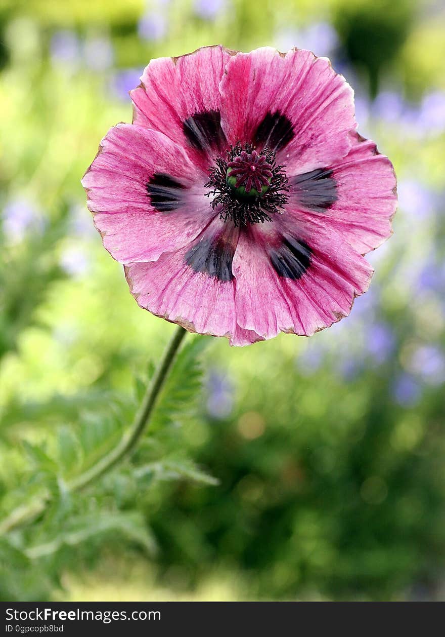 Flower, Flowering Plant, Plant, Flora