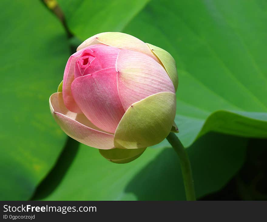 Flower, Lotus, Sacred Lotus, Plant