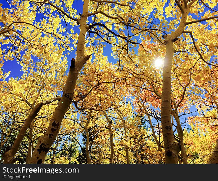 Nature, Tree, Yellow, Autumn