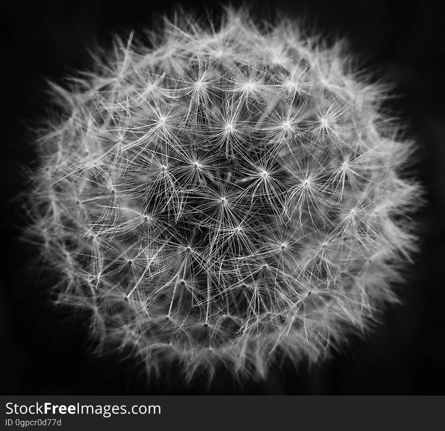 Black And White, Nature, Monochrome Photography, Flower