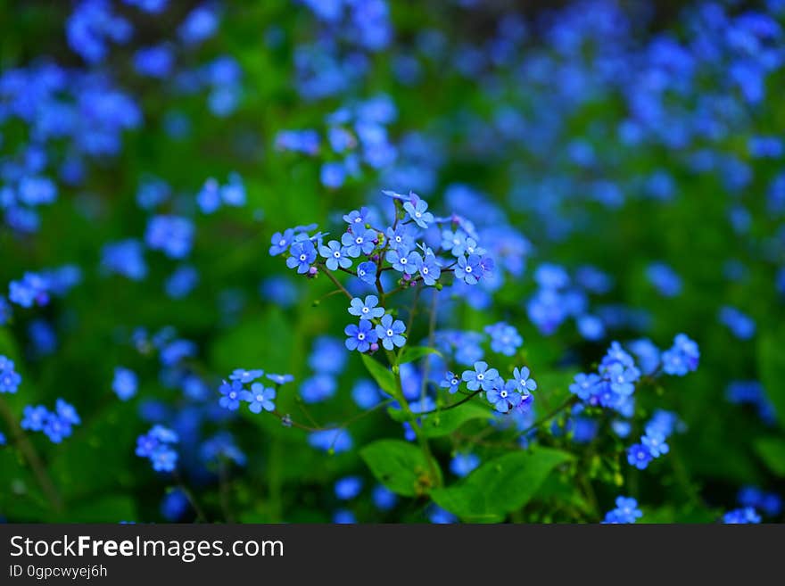 Blue, Flower, Forget Me Not, Plant