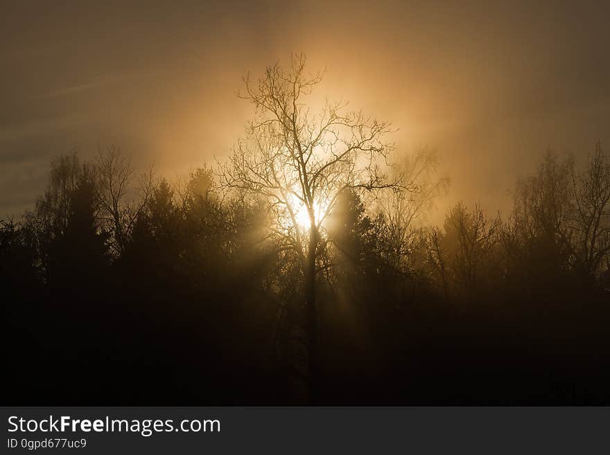 Sky, Atmosphere, Tree, Mist