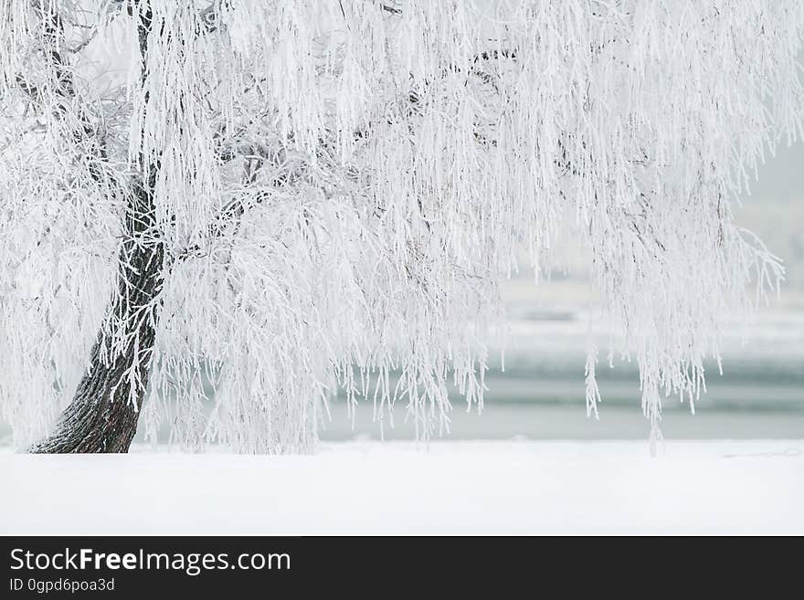 Water, Freezing, Winter, Tree