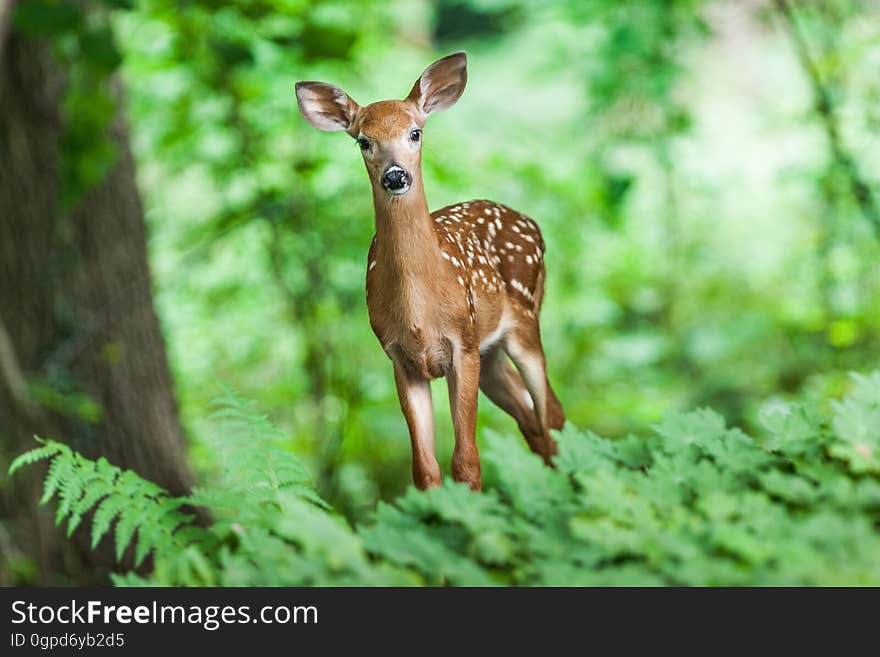 Wildlife, Deer, Mammal, Fauna