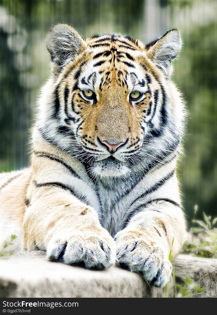 Tiger, Wildlife, Mammal, Terrestrial Animal