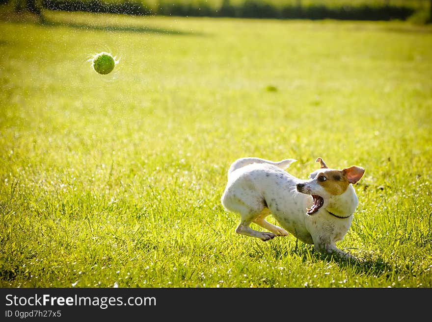 Green, Grass, Dog Breed, Grassland