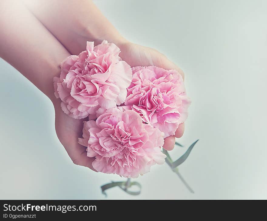 Flower, Pink, Flowering Plant, Rose Family