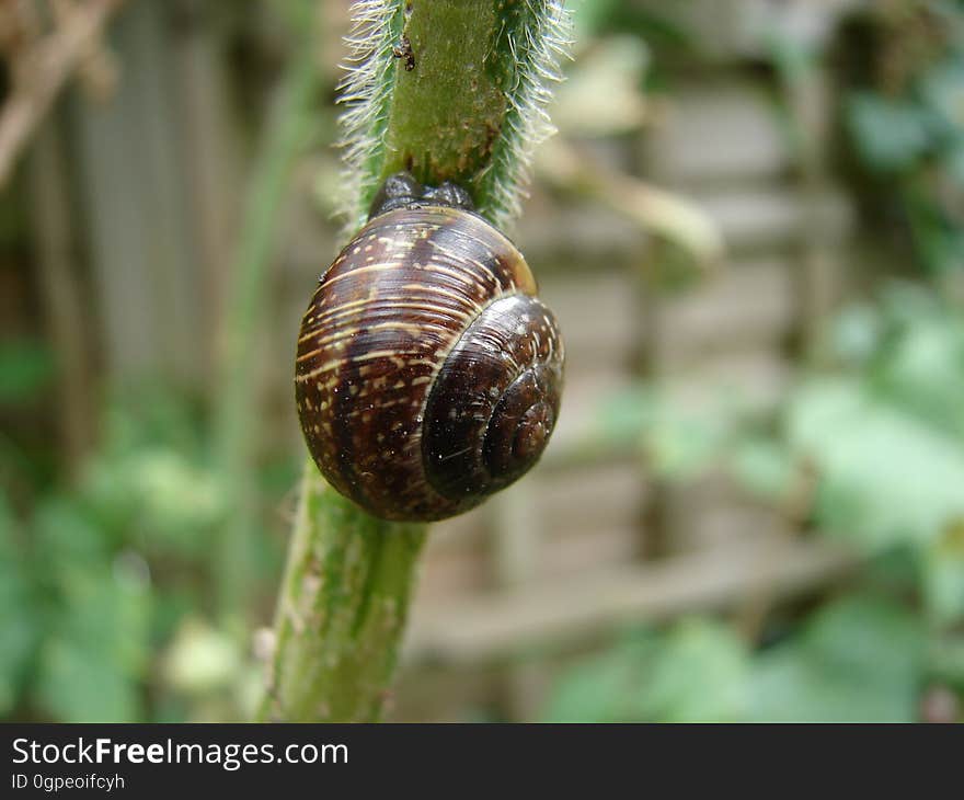 Snail, Snails And Slugs, Flora, Close Up