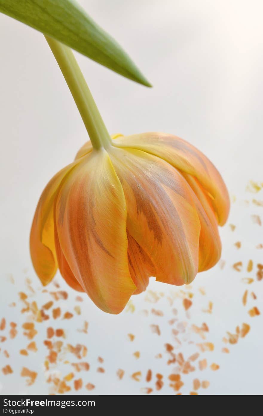 Flower, Orange, Close Up, Petal