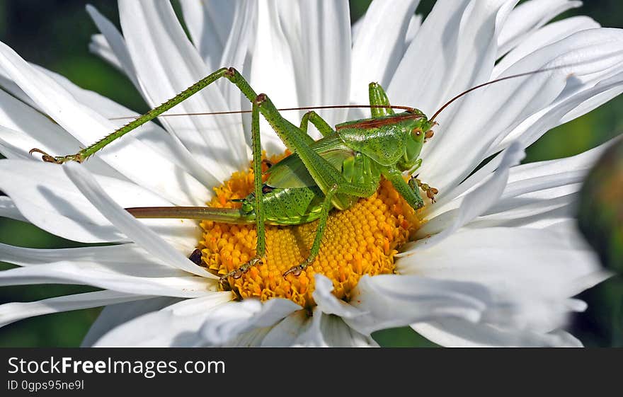 Flower, Oxeye Daisy, Pollen, Insect