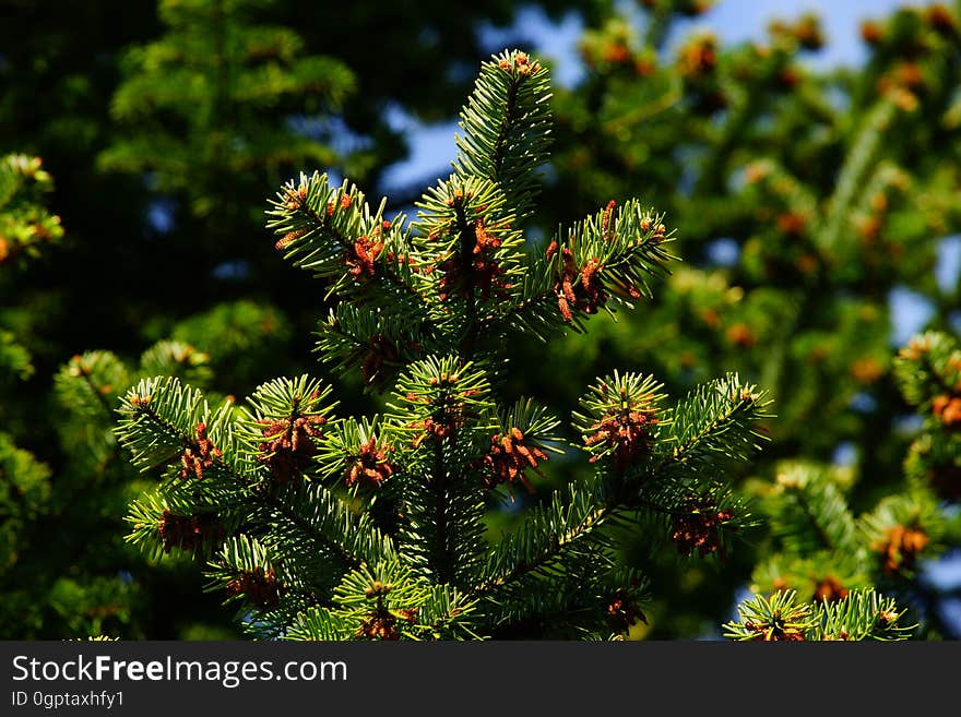 Spruce, Vegetation, Pine Family, Tree