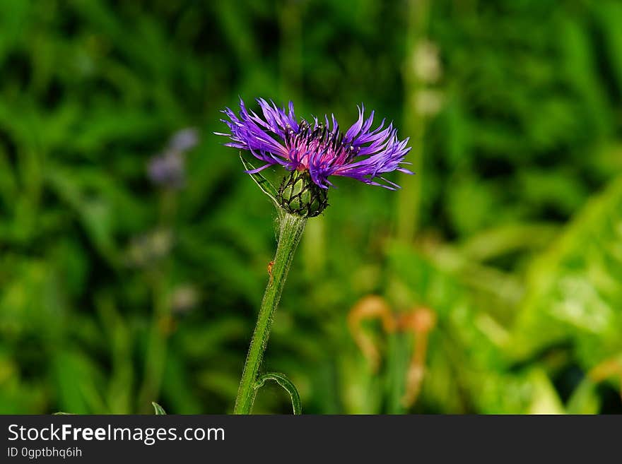 Flower, Purple, Plant, Thistle