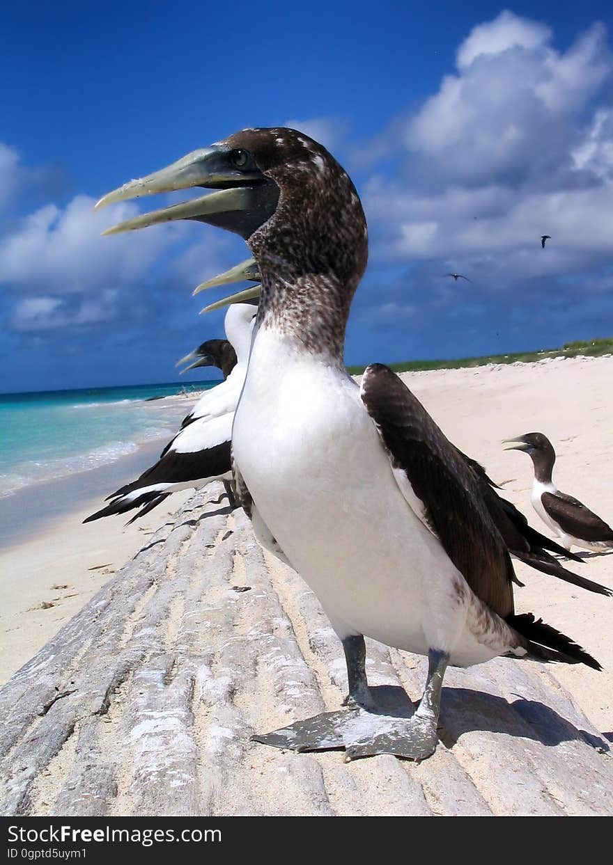 Bird, Fauna, Seabird, Beak